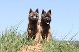 CAIRN TERRIER 297